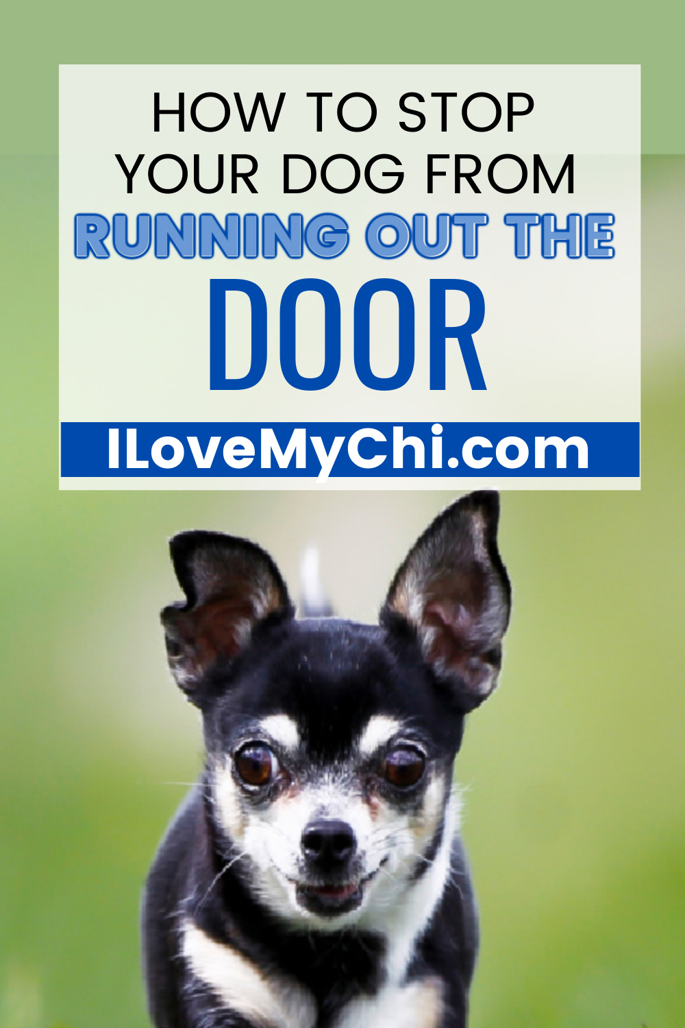 How to Stop Your Dog from Running Out the Door I Love My Chi