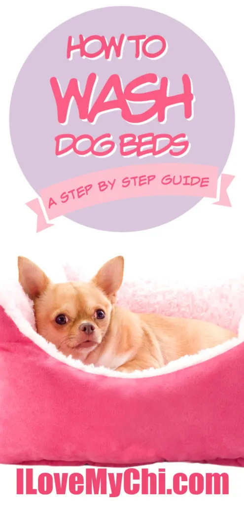 fawn chihuahua in pink dog bed