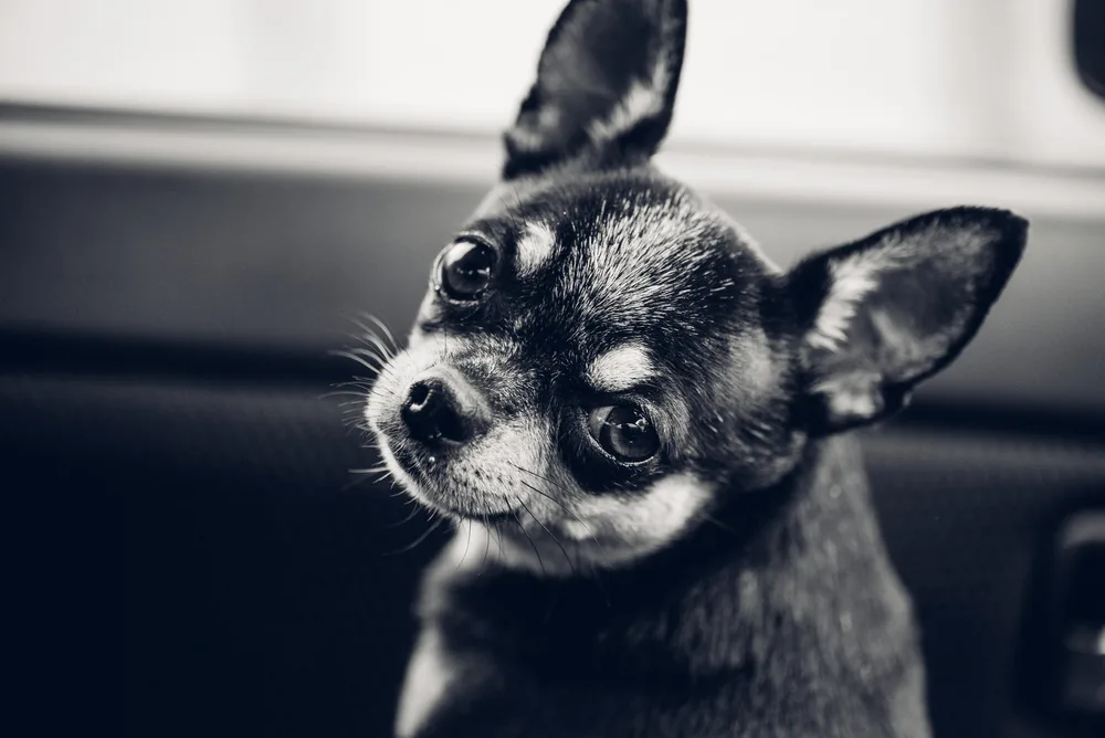 Black and white chihuahua in car looking over shoulder.