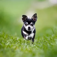 black and white chihuahua running in grass