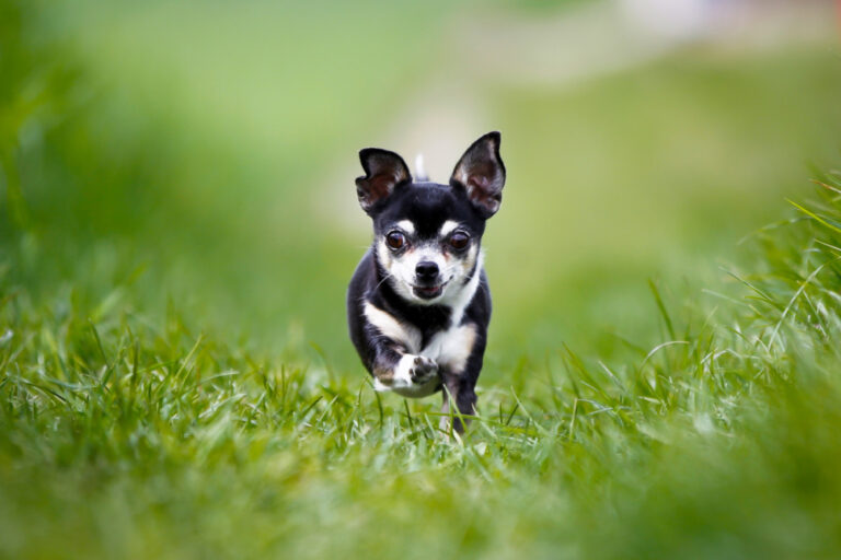 black and white chihuahua running in grass