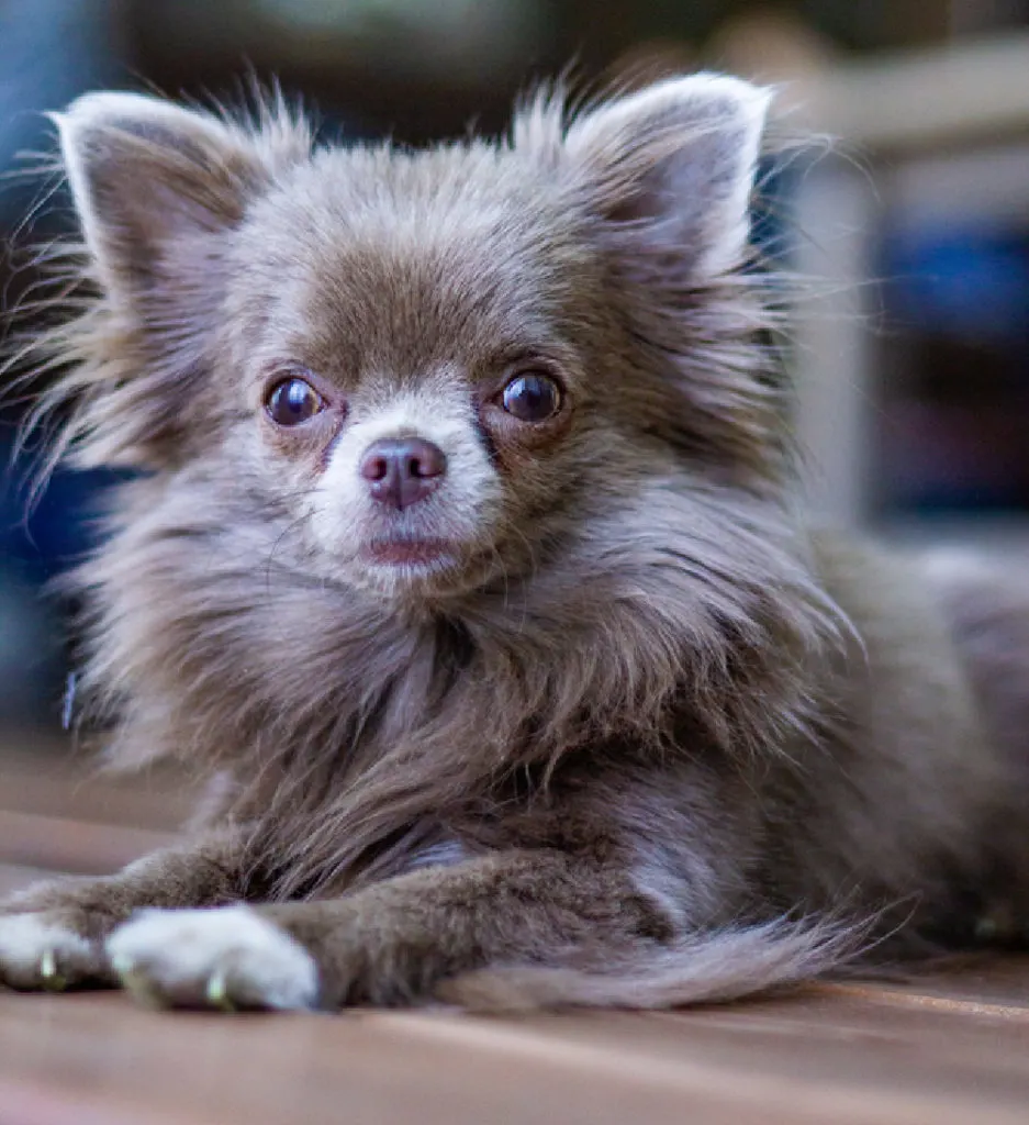 long hair grey chihuahua puppy