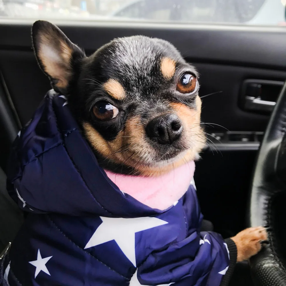 Chihuahua in car wearing coat with stars.