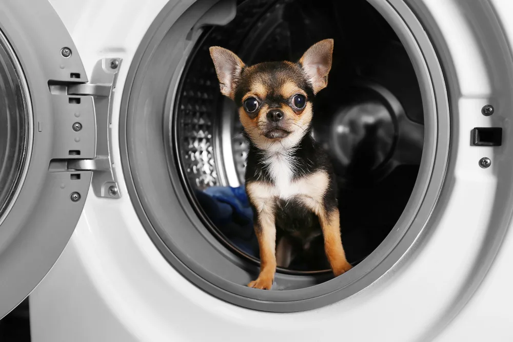 chihuahua in washing machine       