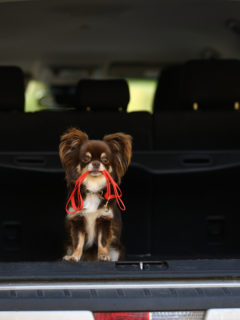 chocolate chihuahua in back of SUV holding red leash