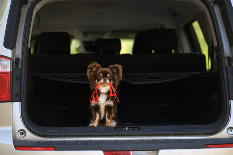 chocolate chihuahua in back of SUV holding red leash