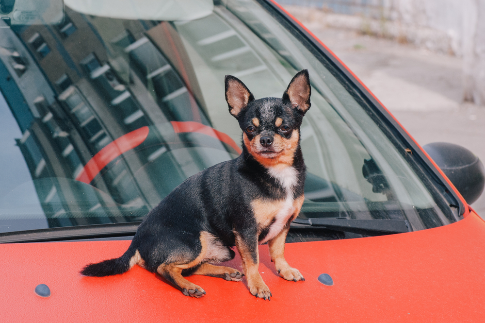 dark chihuahua sitting on hood of car