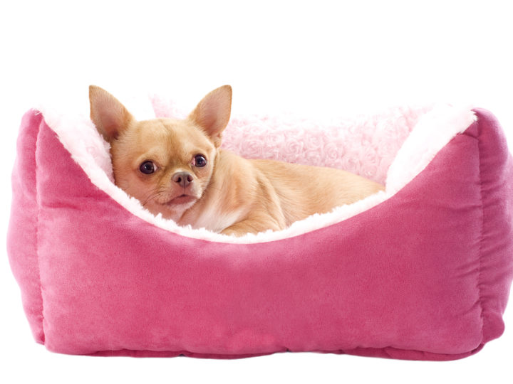 fawn chihuahua in pink dog bed