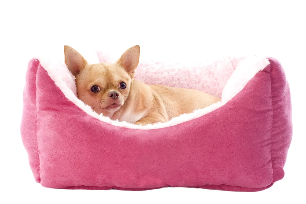 fawn chihuahua in pink dog bed