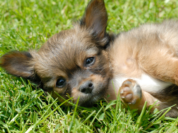 brown chihuahua puppy laying in grass