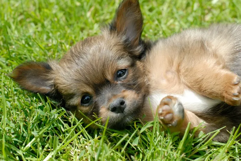 Bbrown chihuahua puppy laying in grass.