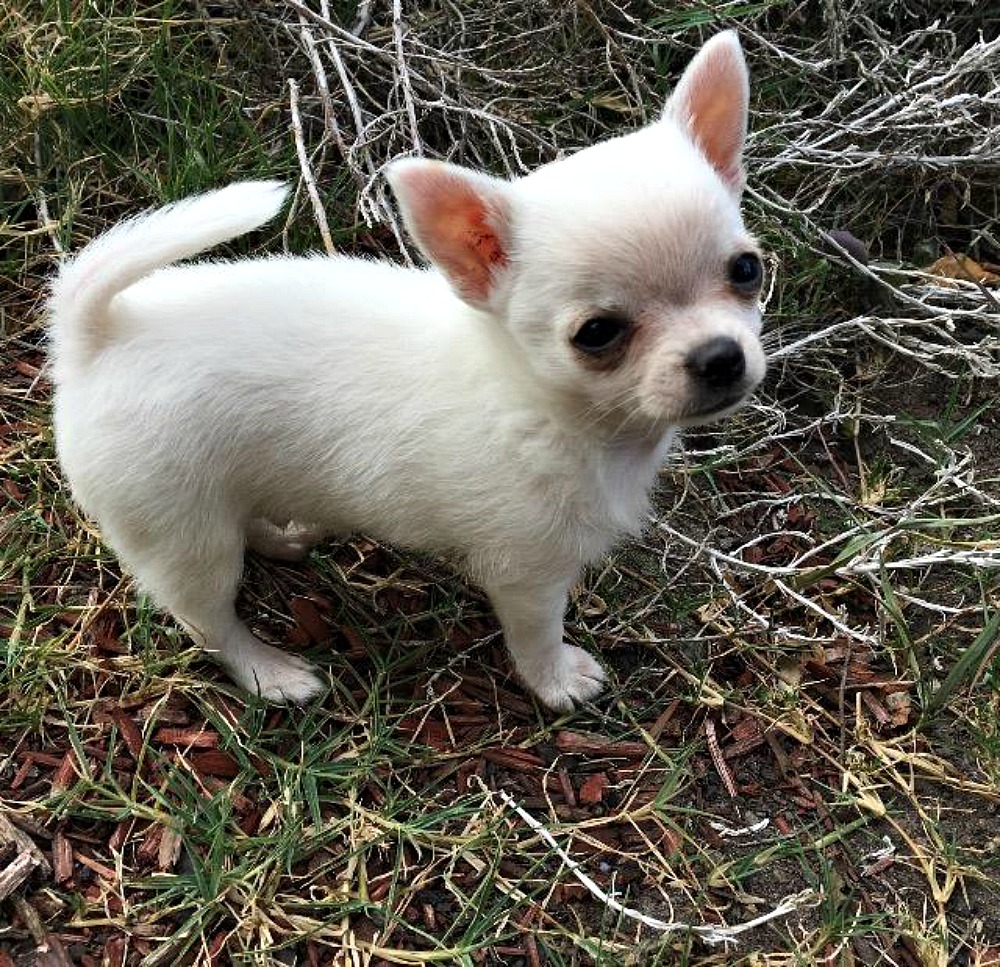 white chihuahua puppy standing in grass