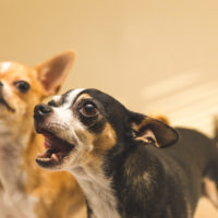 Barking chihuahua with fawn chihuahua behind him.