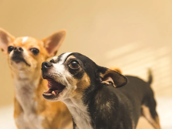 Barking chihuahua with fawn chihuahua behind him.