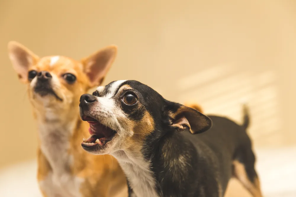 barking chihuahua with fawn chihuahua behind him