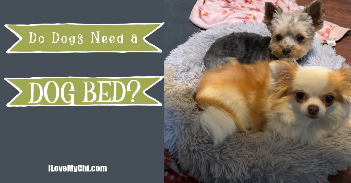 Do Dogs Need a Dog Bed? I Love My Chi