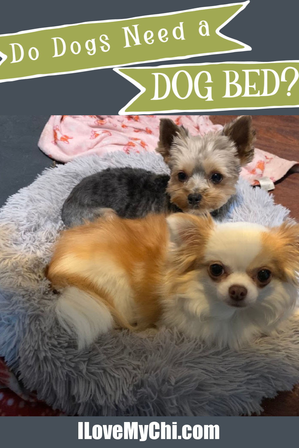 Do Dogs Need a Dog Bed? I Love My Chi