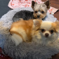 chihuahua and yorkie in donut dog bed