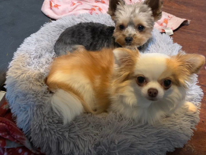 chihuahua and yorkie in donut dog bed