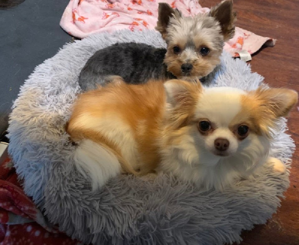 Do Dogs Need a Dog Bed? I Love My Chi