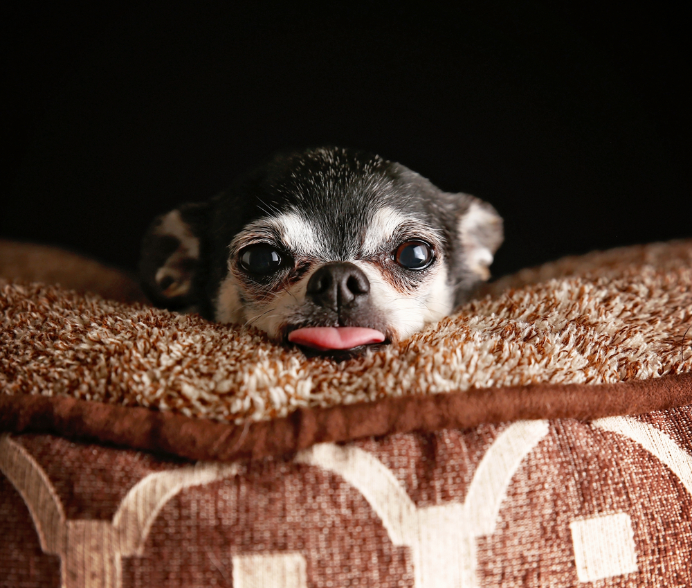 chihuahua with tongue out in brown dog bed