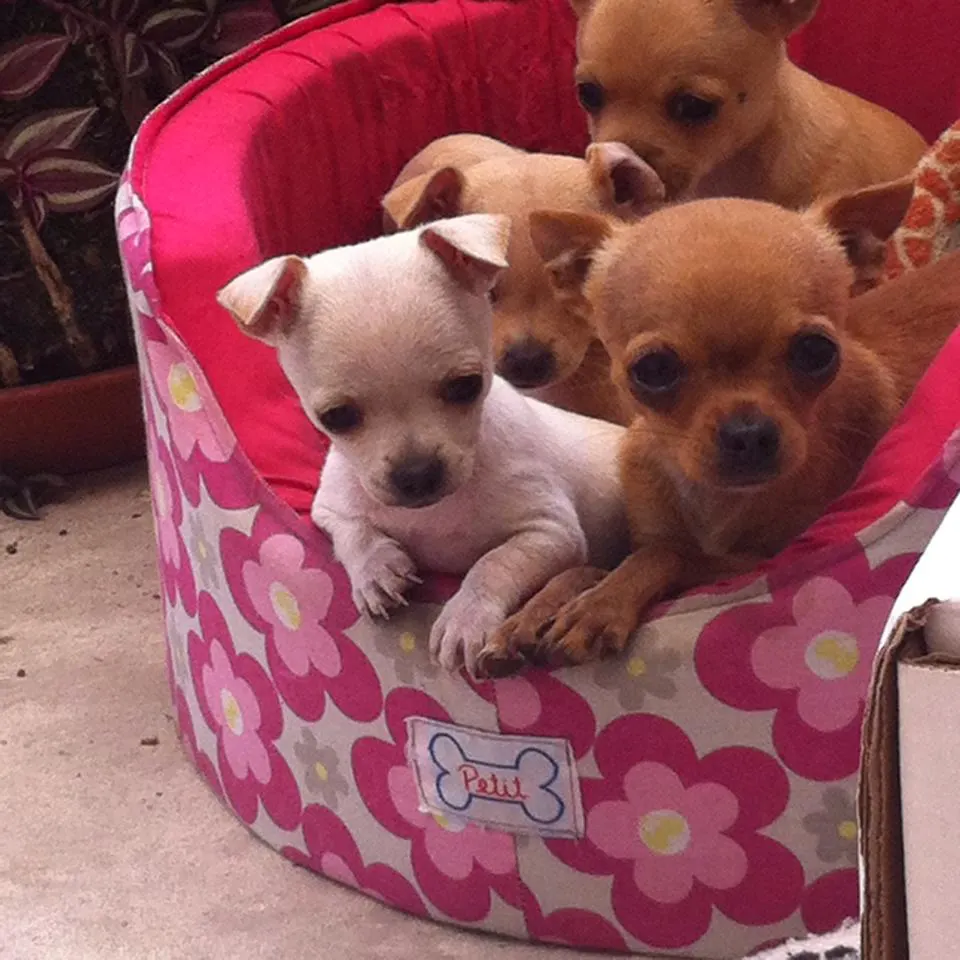 3 chihuahua puppies in pink flower pattern dog bed