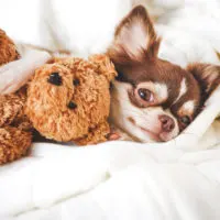 chihuahua with teddy bear