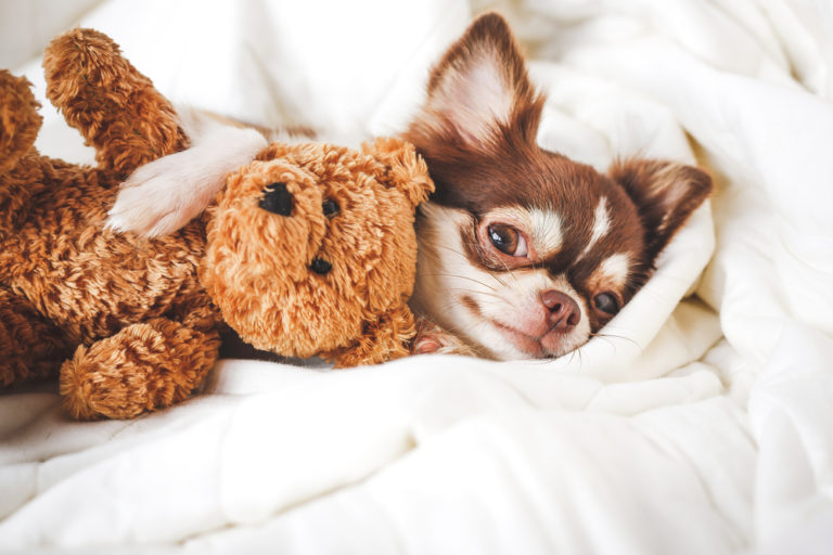chihuahua with teddy bear