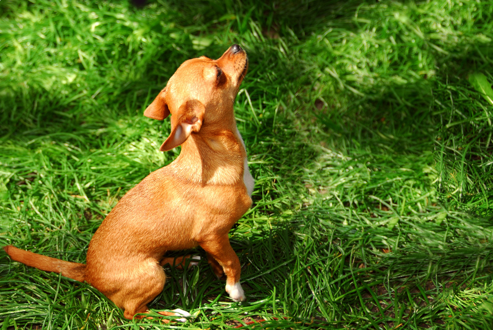 fawn chihuahua in grass looking up