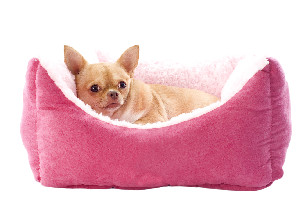 chihuahua in pink dog bed