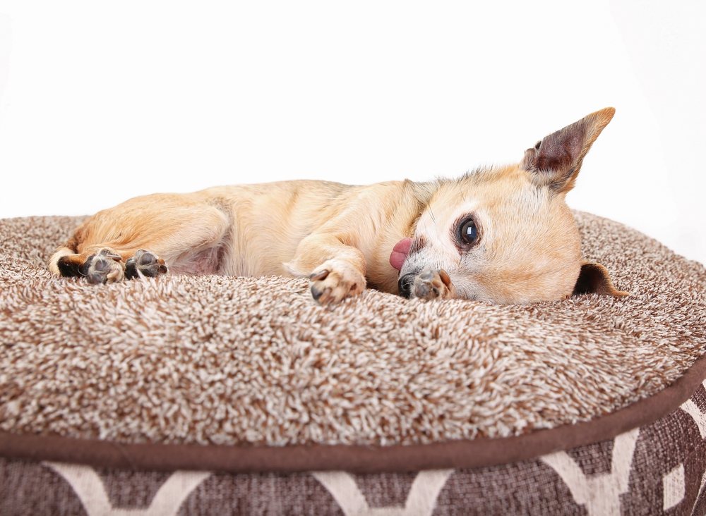 fawn chihuahua laying on dog bed
