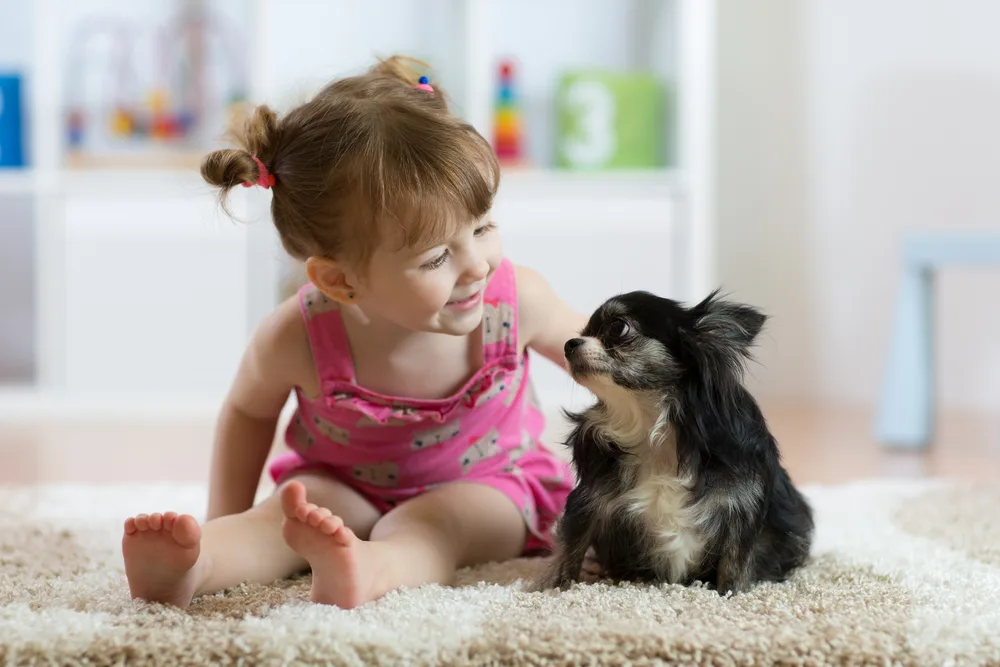 little girl with chihuahua