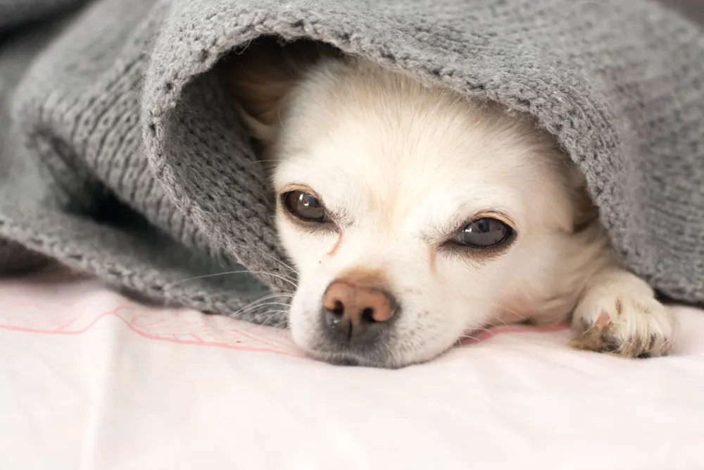 Chihuahua sensitive outlet stomach