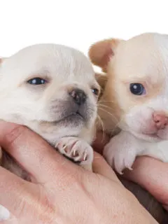 2 white chihuahua puppies