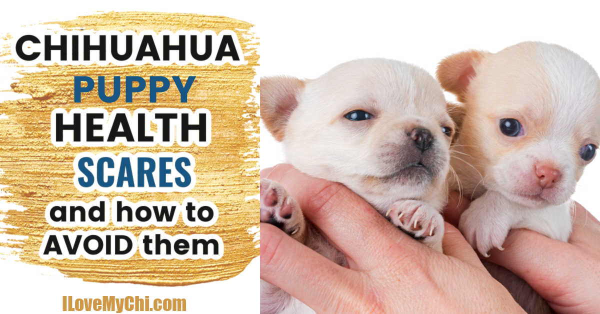 how do i know if my chihuahua puppy is healthy