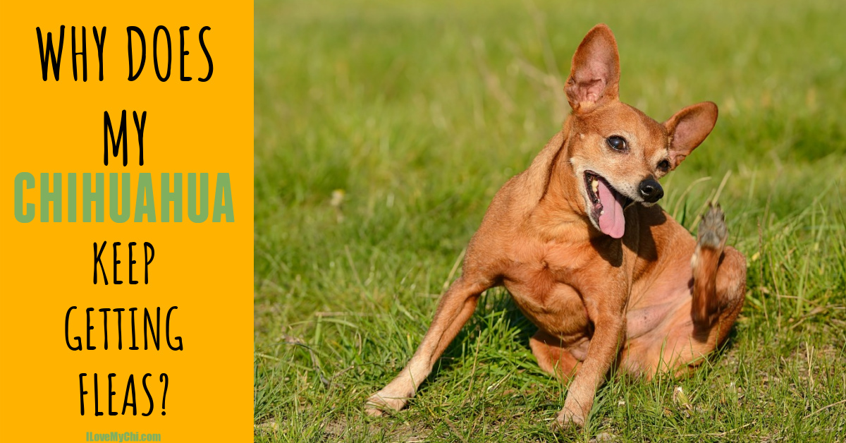 Why Does My Chihuahua Keep Getting Fleas? - I Love My Chi