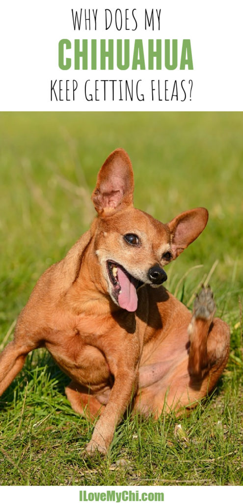 fawn chihuahua scratching sitting in grass