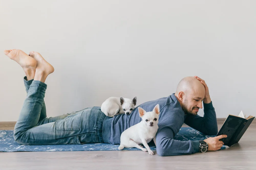 bald man laying on floor reading book with 2 chihuahuas cuddling him