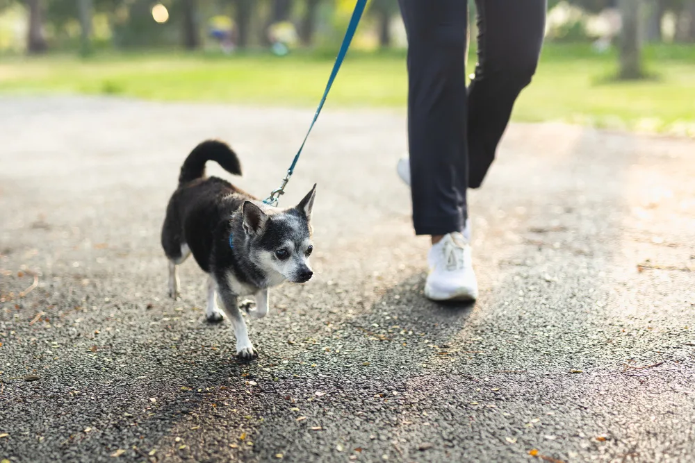 Woman exercise walking with Chihuahua dog in the park.