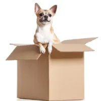 Chihuahua dog looks out of cardboard box, isolated on white
