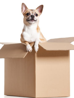 Chihuahua dog looks out of cardboard box, isolated on white