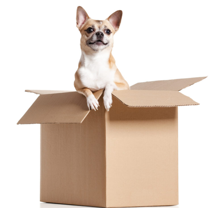 Chihuahua dog looks out of cardboard box, isolated on white