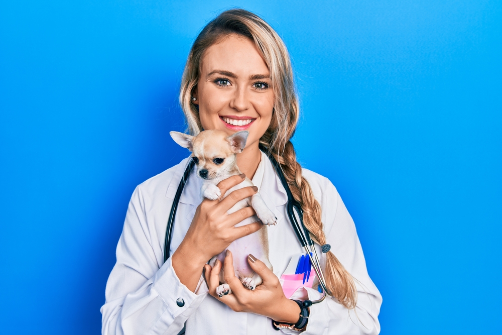 smiling blond female veterinarian holding chihuahua puppy
