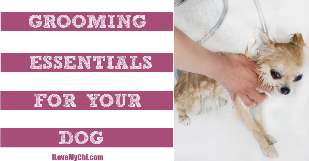 Grooming Essentials for Your Dog - I Love My Chi