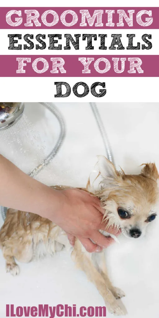 chihuahua getting bathed