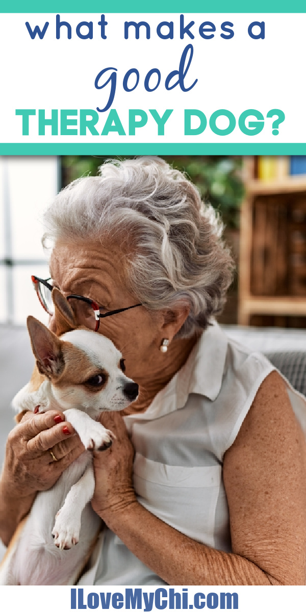 What Makes A Good Therapy Dog