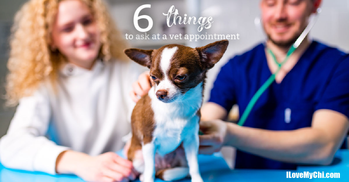 6 Things to Ask at a Vet Appointment I Love My Chi