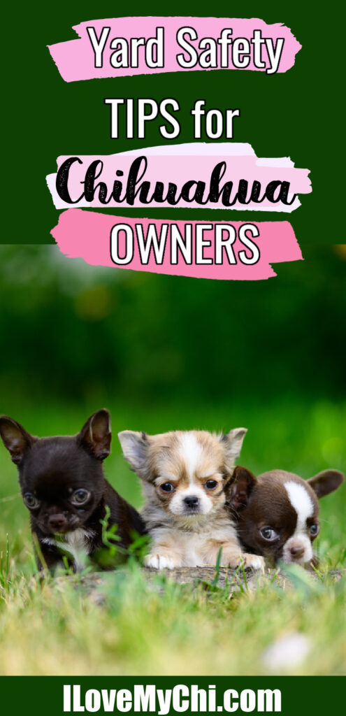 3 chihuahua puppies sitting in grass