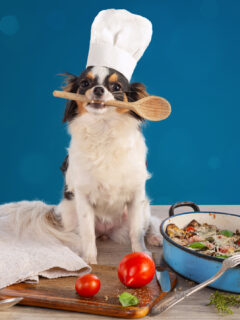 Chihuahua with a wooden spoon, a cook's hat and a gratin of vegetables