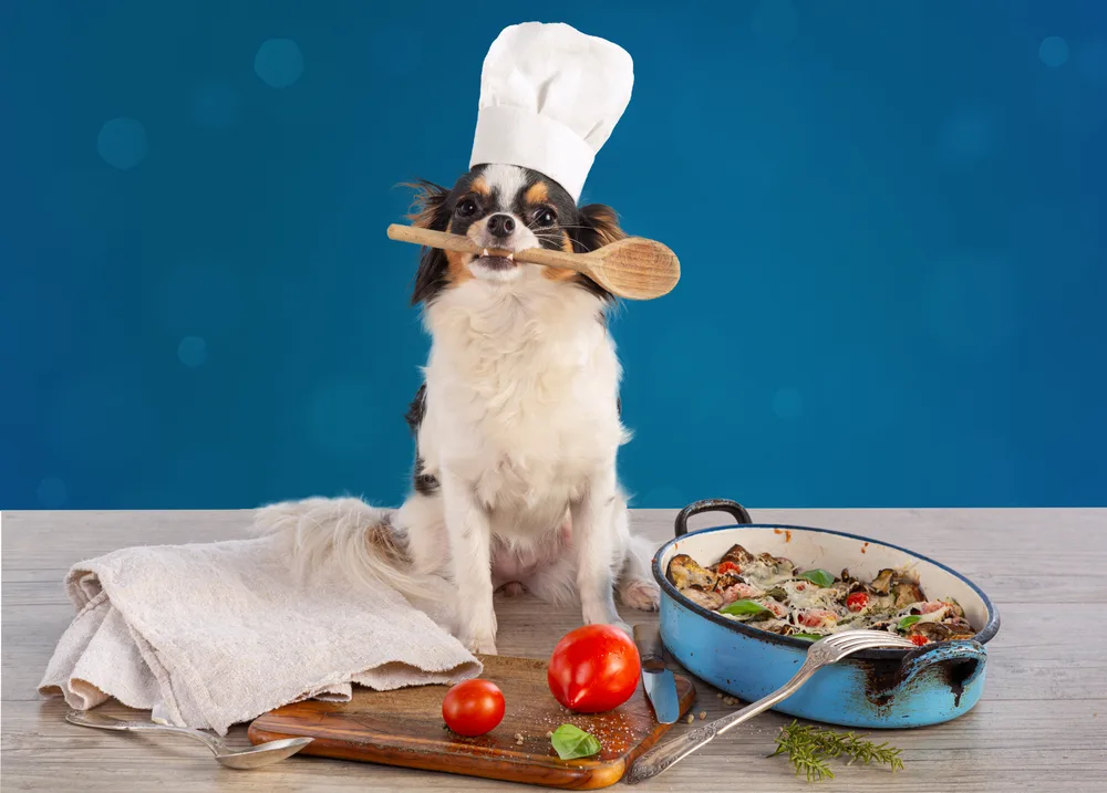Chihuahua with a wooden spoon, a cook's hat and a gratin of vegetables